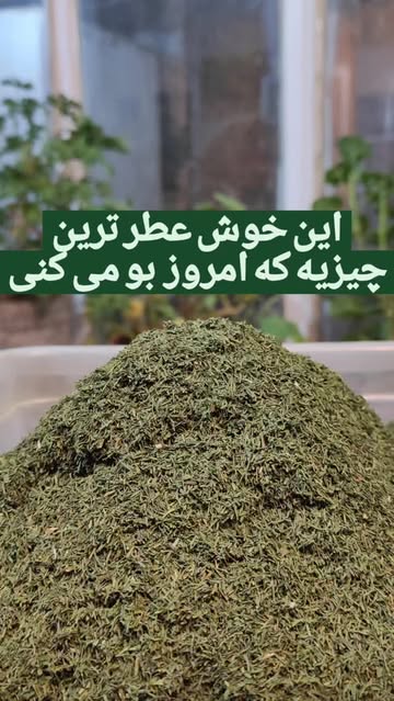 شوید خشک حامک